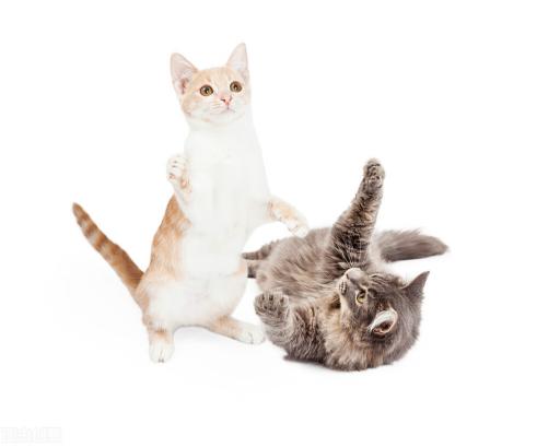 宠物猫多少钱一只（养只猫一个月需要花多少钱）
