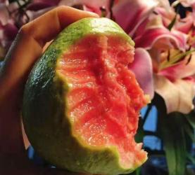 青皮芒多少钱一斤(开春后)