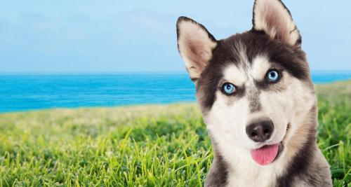 法老王猎犬多少钱一只（世界十大贵族狗）