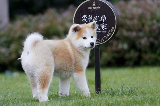 秋田犬多少钱一只（秋田犬这么贵）