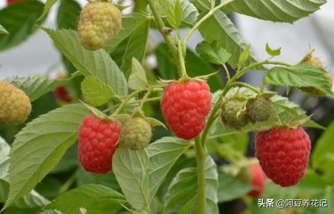 野生刺泡多少钱一斤（​路边常见的野果）