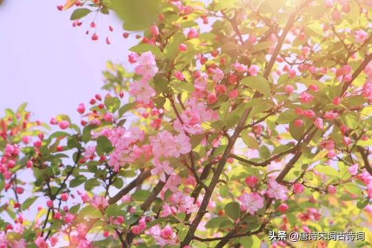 妇乐花红多少钱一盒（15种开在春天里的花）
