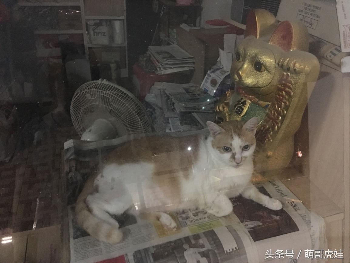侏儒豬多少錢一只（小店收編了一只比招財貓還肥的橘豬）