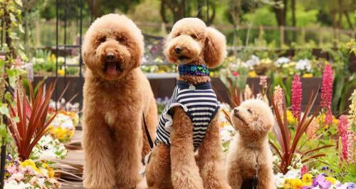 白色贵宾犬多少钱一只(巨型贵宾犬毛发变白是什么原因)