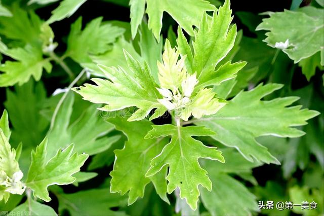 草本清茶煙多少錢（清明吃一草）