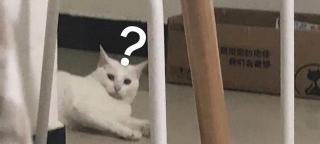 空运宠物一般多少钱（猫咪飞机托运要花多少钱）