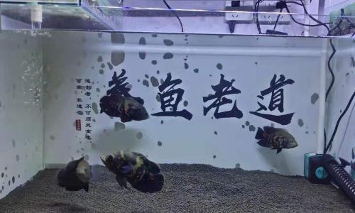 地圖魚多少錢一條（30度水溫下購買的地圖魚）