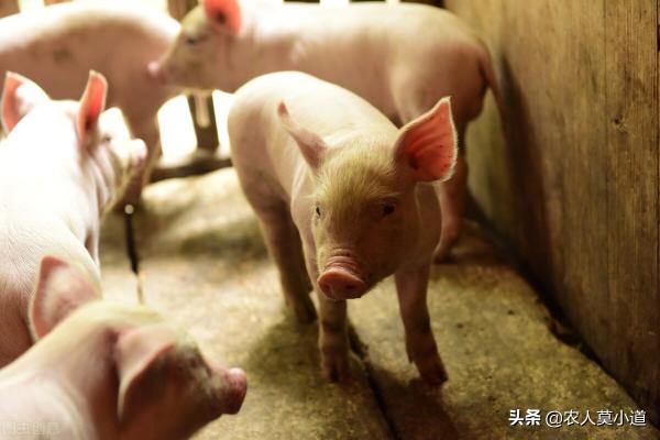 养殖穿山甲多少钱一只（农村都有哪些养殖骗局）