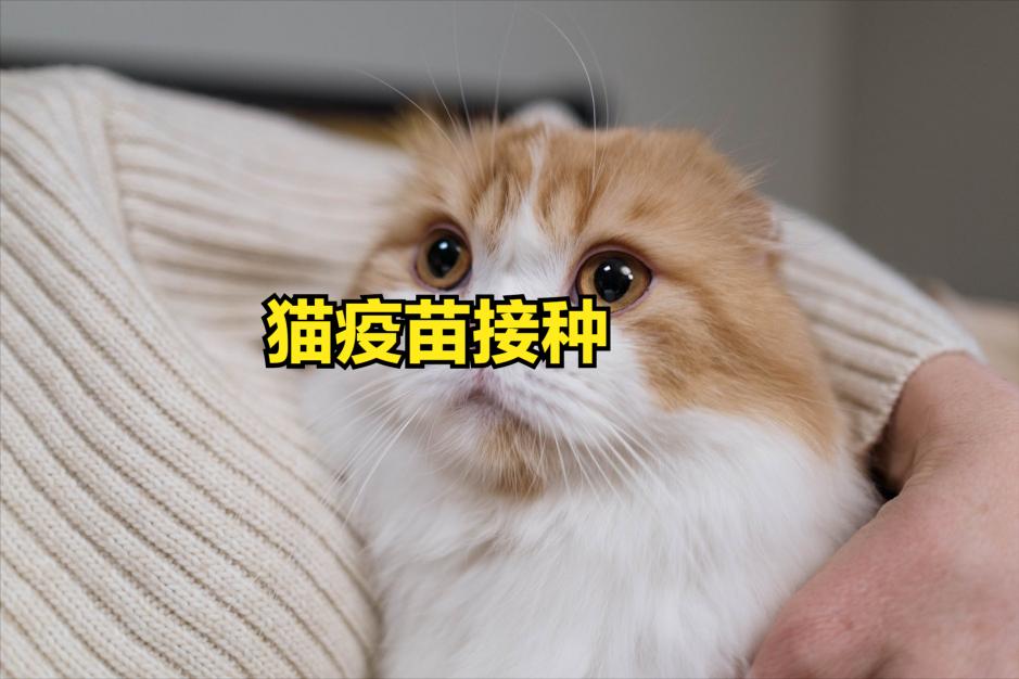 小猫疫苗多少钱（猫疫苗接种）