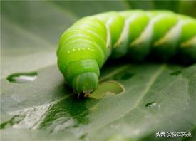 豆虫多少钱一斤2017（原来豆虫的营养赛人参）