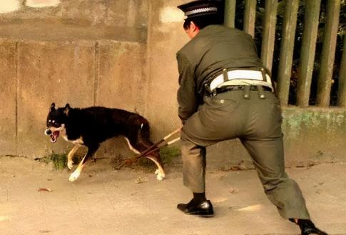 中亚犬多少钱一只（这几种狗狗）