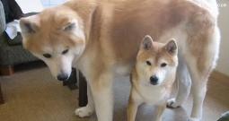 秋田犬多少錢（柴犬和秋田犬的區別是什么）
