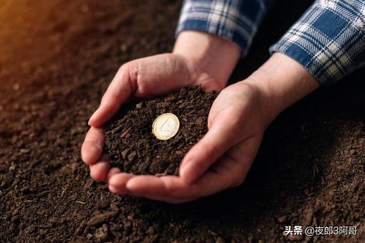 松花粉片多少錢一瓶（松樹上很值錢的3樣東西）