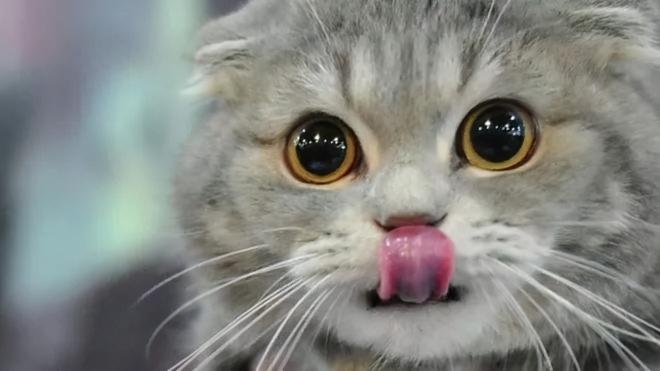 宠物猫多少钱一只（花钱如流水）