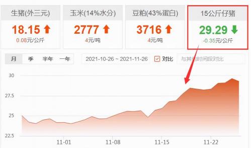 豬仔價格多少錢一頭（11月26日仔豬價格）