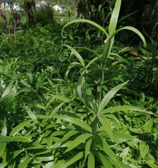川贝母粉多少钱一盒（川贝母）
