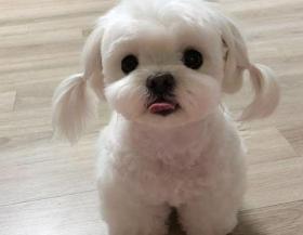 白色贵宾犬多少钱一只（热门白色狗狗盘点）