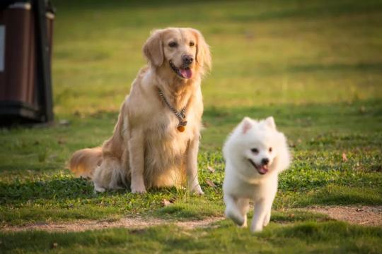 狂犬疫苗多少钱一支（宜宾一女子被狗咬伤）