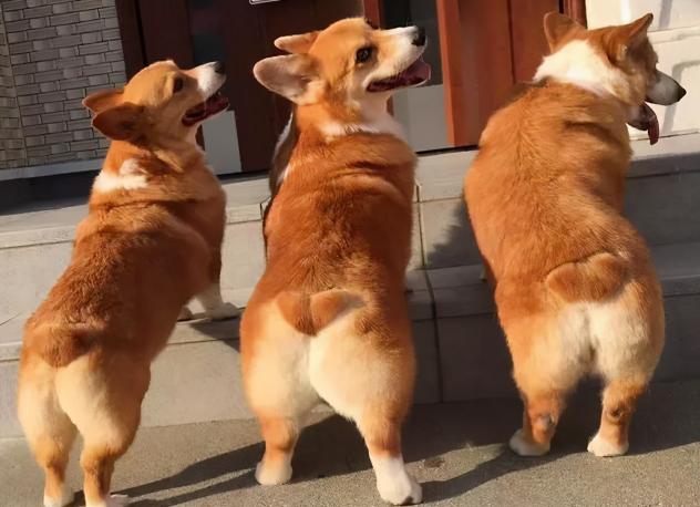 纯种柯基犬多少钱一只（纯种）
