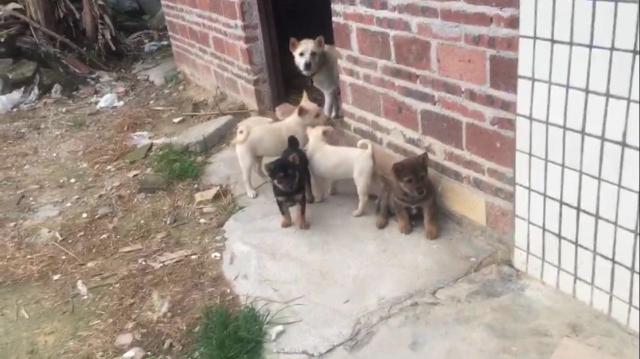 杜斌犬小狗多少钱一只（300块买了只四眼土狗）