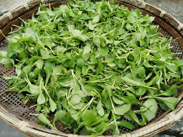母雞多少錢一斤（春菜搶先上市）