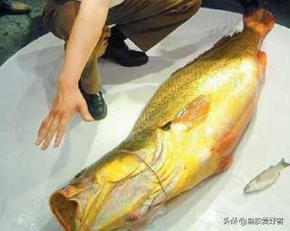 金钱鮸多少钱一斤（中国最贵的鱼）