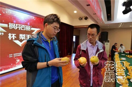 秋月梨多少钱一斤（平均糖度11）