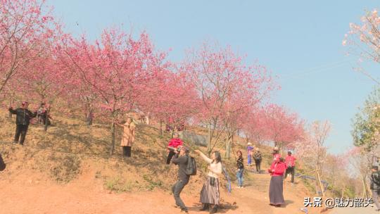 大塘花海门票多少钱（韶关）