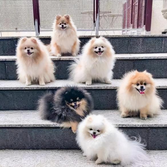 博美配种一次多少钱（博美原来是雪橇犬）