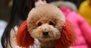 贵宾犬多少钱(养狗)