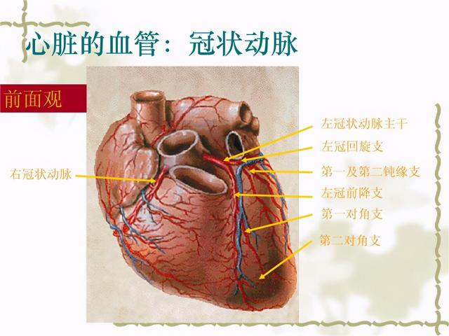检查造影多少钱（冠脉CT造影检查是怎样做的）