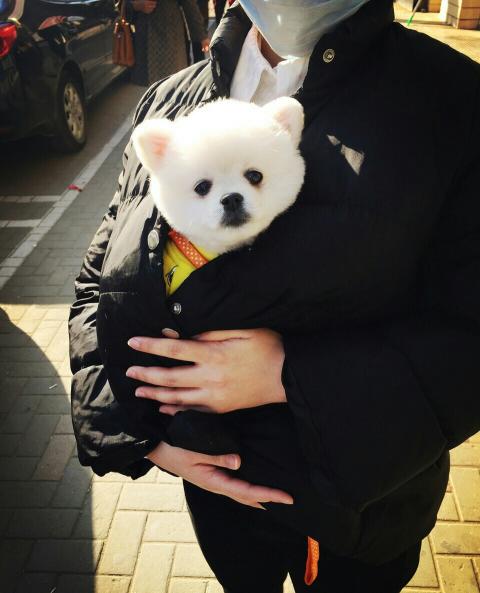 一只博美犬多少钱（买一只）