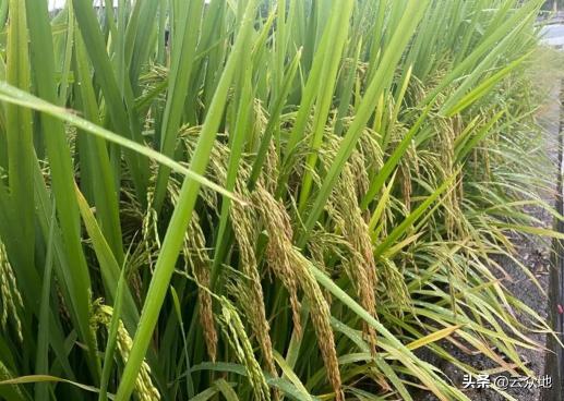 種水稻成本多少錢1畝（水稻種植每畝成本多少）