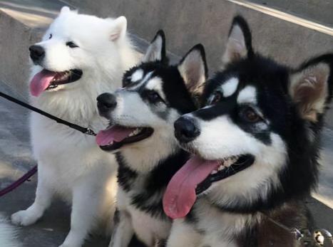 阿拉斯加犬多少钱（雪橇三傻之一）