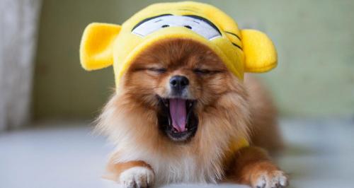 博美小狗多少钱一只(博美犬)