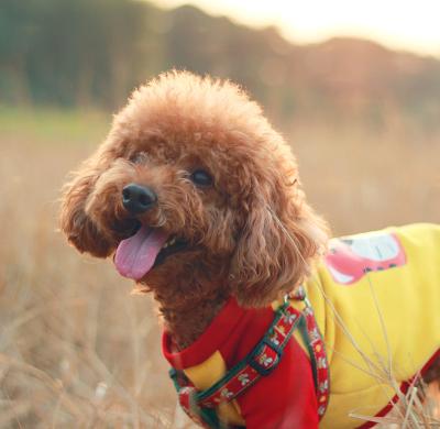 泰迪一般多少钱（泰迪犬很可爱）