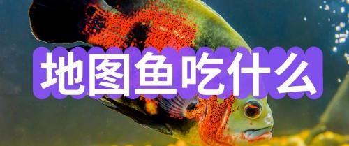 地图鱼多少钱一条（地图鱼吃什么）