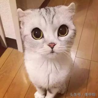 做一个猫眼美甲多少钱（今春最好看的猫眼美甲）