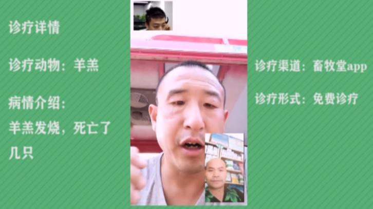 羊全清多少钱一盒（羊突然发烧）