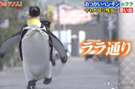 宠物企鹅多少钱一只（日本最传奇的企鹅）