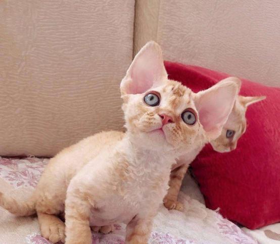 一般小奶猫多少钱一只（德文卷毛猫多少钱一只）