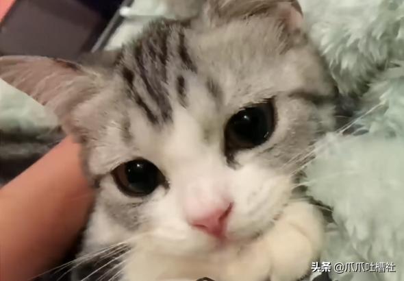 杭州宠物洗澡多少钱（猫咪被送到宠物店洗澡）