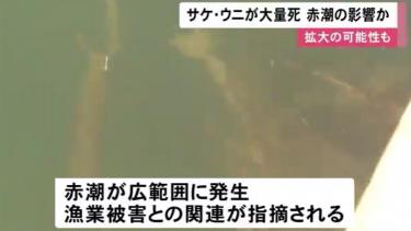 北海道海胆多少钱一斤（日本北海道出现）