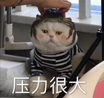 异瞳狮子猫多少钱一只（猫界6大）