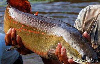 巨骨舌魚價(jià)格（國外按斤賣的魚到國內(nèi)是觀賞魚）
