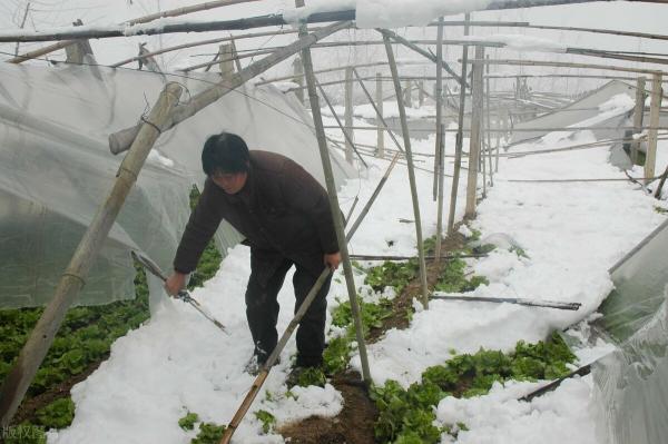养殖大棚价格（暴雪压塌2500多座养殖和蔬菜大棚）