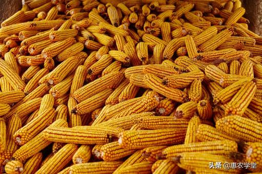 玉米收购价格（当前新玉米价格多少钱一斤）