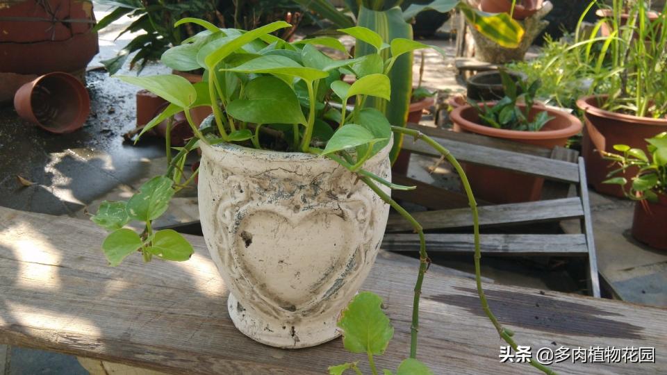 绿罗多少钱一盆（家里买了一盆绿萝）