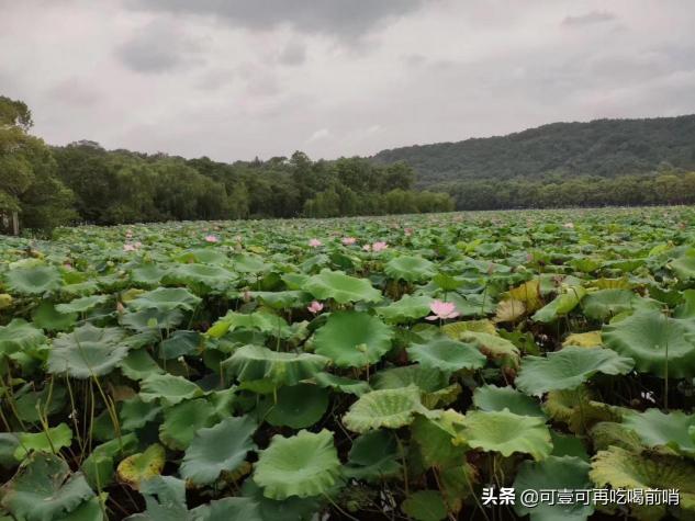 外婆家西湖醋鱼多少钱（霜降之后）