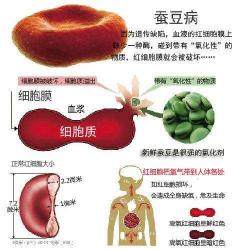 2017年蚕豆多少钱一斤（蚕豆病是怎么回事）